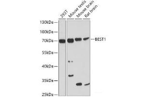 Bestrophin 1 antibody