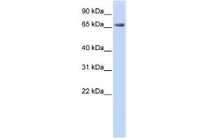 DLG3 antibody used at 1 ug/ml to detect target protein. (DLG3 antibody)