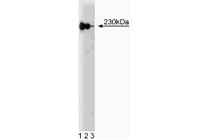 Western blot analysis of p230 trans-Golgi on a HeLa lysate. (p230 Trans Golgi (AA 2063-2179) antibody)