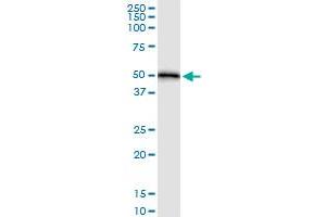 Immunoprecipitation of HOMER1 transfected lysate using anti-HOMER1 MaxPab rabbit polyclonal antibody and Protein A Magnetic Bead , and immunoblotted with HOMER1 purified MaxPab mouse polyclonal antibody (B01P) . (HOMER1 antibody  (AA 1-354))