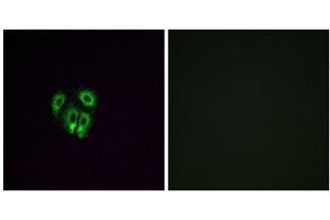 Immunofluorescence analysis of A549 cells, using OR4F4 antibody. (OR4F4 antibody  (C-Term))