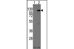 Western blot analysis of CASC3 (arrow) using rabbit polyclonal CASC3 Antibody (ABIN391401 and ABIN2841404).