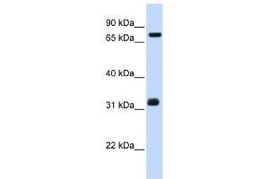 TCP10 antibody used at 1 ug/ml to detect target protein. (TCP10 antibody)