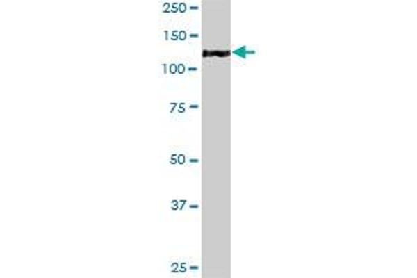 MAP3K13 antibody  (AA 711-810)