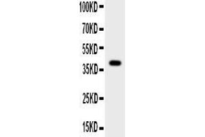 Anti-Cathepsin G Picoband antibody, All lanes: Anti-Cathepsin G at 0. (Cathepsin G antibody  (AA 76-255))