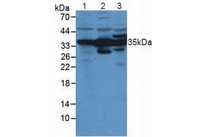Figure. (Annexin IV antibody  (AA 11-164))