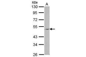 Image no. 1 for anti-Ectonucleotide pyrophosphatase/phosphodiesterase 6 (ENPP6) (AA 15-247) antibody (ABIN1498030) (ENPP6 antibody  (AA 15-247))