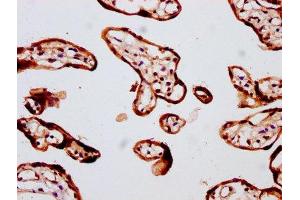 IHC image of ABIN7152990 diluted at 1:400 and staining in paraffin-embedded human placenta tissue performed on a Leica BondTM system. (FOLR2 antibody  (AA 35-167))