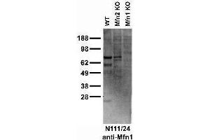 Immunoblot versus crude cardiac mitochondrial preps from WT, Mfn2 KO Mfn1 KO mice and probed with N111/24 TC supe.