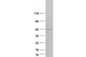 Validation with Western Blot (MBP Protein (Transcript Variant 7) (Myc-DYKDDDDK Tag))