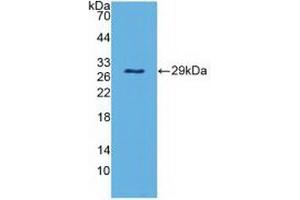 Detection of Recombinant PAOX, Mouse using Polyclonal Antibody to Polyamine Oxidase (PAOX) (PAOX antibody  (AA 130-356))