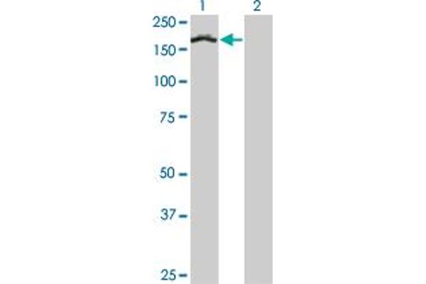 TCOF1 antibody  (AA 2-82)