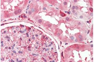 Human Kidney (formalin-fixed, paraffin-embedded) stained with DPYSL2 antibody ABIN462302 followed by biotinylated anti-mouse IgG secondary antibody ABIN481714, alkaline phosphatase-streptavidin and chromogen. (DPYSL2 antibody  (AA 463-492))