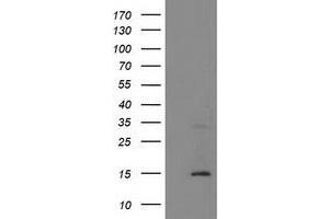 Image no. 1 for anti-Coiled-Coil-Helix-Coiled-Coil-Helix Domain Containing 5 (CHCHD5) antibody (ABIN1497489) (CHCHD5 antibody)