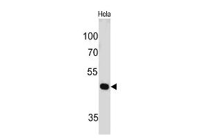 Western Blot of HeLa cell lysate using PAX7 Mouse Monoclonal Antibody (PAX7/497). (PAX7 antibody  (AA 301-505))