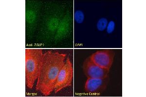 ABIN570846 Immunofluorescence analysis of paraformaldehyde fixed MCF7 cells, permeabilized with 0. (ZGLP1 antibody  (Internal Region))