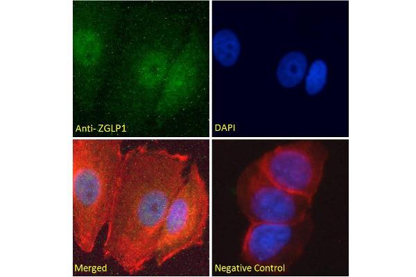 ZGLP1 antibody  (Internal Region)