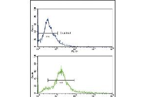 Flow cytometric analysis of 293 cells using CD81 Antibody (C-term) (bottom histogram) compared to a negative control cell (top histogram). (CD81 antibody  (C-Term))