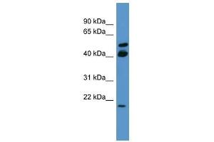 RERG antibody used at 0. (RERG antibody  (C-Term))