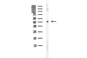Western blot analysis of lysates from HepG2 cells(heat-shock,45 min treatment), using GHSR Antibody at 1/1000 dilution.