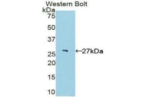 Western Blotting (WB) image for anti-Interleukin 22 Receptor, alpha 2 (IL22RA2) (AA 30-228) antibody (ABIN1859403) (IL22RA2 antibody  (AA 30-228))