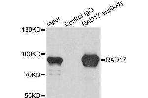 Immunoprecipitation analysis of 200ug extracts of K562 cells using 1ug RAD17 antibody. (RAD17 antibody  (AA 391-670))