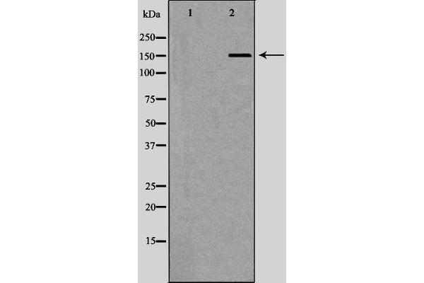 RAD50 antibody  (Internal Region)