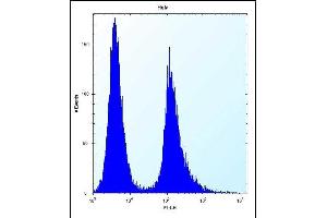 Vimentin Antibody (Center) (ABIN389213 and ABIN2839368) flow cytometric analysis of Hela cells (right histogram) compared to a negative control cell (left histogram). (Vimentin antibody  (AA 152-181))
