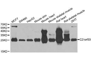 Western blot analysis of extracts of various cell lines, using C21orf33 antibody.