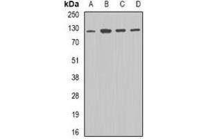 Western blot analysis of DDB1 expression in A549 (A), mouse brain (B), mouse spleen (C), mouse liver (D) whole cell lysates. (DDB1 antibody)
