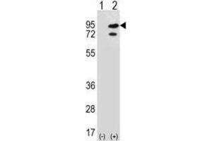 Western Blotting (WB) image for anti-SNF Related Kinase (SNRK) antibody (ABIN3003076)