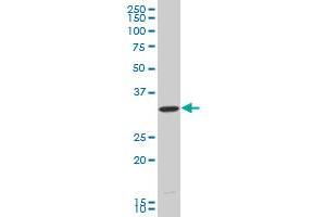 HEYL monoclonal antibody (M15), clone 1E2 Western Blot analysis of HEYL expression in COLO 320 HSR . (HEYL antibody  (AA 1-70))