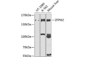 Western blot analysis of extracts of various cell lines, using ZFPM2 antibody (ABIN6133384, ABIN6150434, ABIN6150435 and ABIN6225204) at 1:1000 dilution. (ZFPM2 antibody  (AA 982-1151))