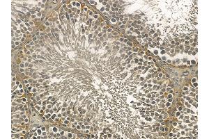 MIDN Mouse Monoclonal Antibody at 1/100 staining rat testis tissue by IHC-P.