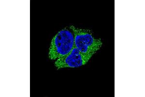 Confocal immunofluorescent analysis of SERPINI1 Antibody (N-term) (ABIN654346 and ABIN2844114) with HepG2 cell followed by Alexa Fluor® 488-conjugated goat anti-rabbit lgG (green).
