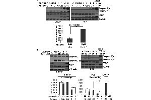 Western Blotting (WB) image for anti-Glyceraldehyde-3-Phosphate Dehydrogenase (GAPDH) antibody (ABIN2857072)