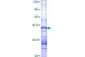 ARHGEF3 Protein (AA 33-142) (GST tag)