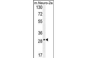 Western blot analysis in mouse Neuro-2a cell line lysates (35ug/lane). (OR9Q1 antibody  (C-Term))