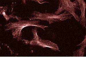 Human Endothelial (UBE2I antibody  (AA 26-156))