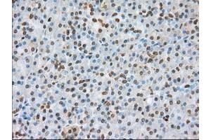 Image no. 6 for anti-Basigin (Ok Blood Group) (BSG) antibody (ABIN1498015) (CD147 antibody)