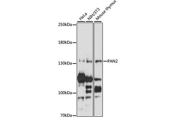 PAN2 antibody  (AA 700-1000)