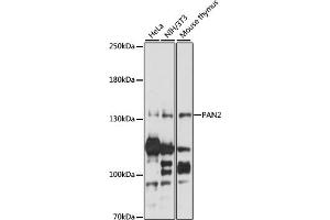 Western blot analysis of extracts of various cell lines, using P antibody (ABIN7269165) at 1:1000 dilution. (PAN2 antibody  (AA 700-1000))