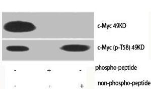 Western Blot analysis of various cells using Phospho-c-Myc (T58) Polyclonal Antibody (c-MYC antibody  (pThr58))