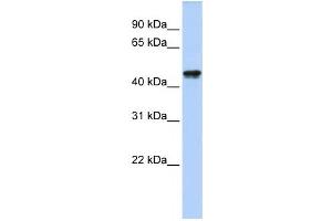 Western Blotting (WB) image for anti-Queuine tRNA-Ribosyltransferase Domain Containing 1 (QTRTD1) antibody (ABIN2459243)