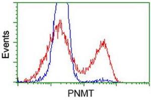 Image no. 2 for anti-Phenylethanolamine N-Methyltransferase (PNMT) antibody (ABIN1500307) (PNMT antibody)