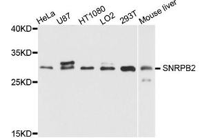 Western blot analysis of extract of various cells, using SNRPB2 antibody.
