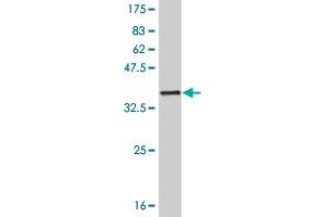 Western Blot detection against Immunogen (32. (SIX3 antibody  (AA 273-332))