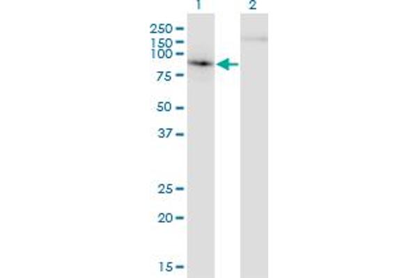 EP400 antibody  (AA 743-850)