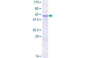 SGCG Protein (AA 1-291) (GST tag)