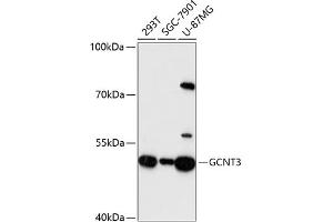 Western blot analysis of extracts of various cell lines, using GCNT3 antibody (ABIN6131699, ABIN6141030, ABIN6141031 and ABIN6217122) at 1:3000 dilution. (GCNT3 antibody  (AA 27-180))